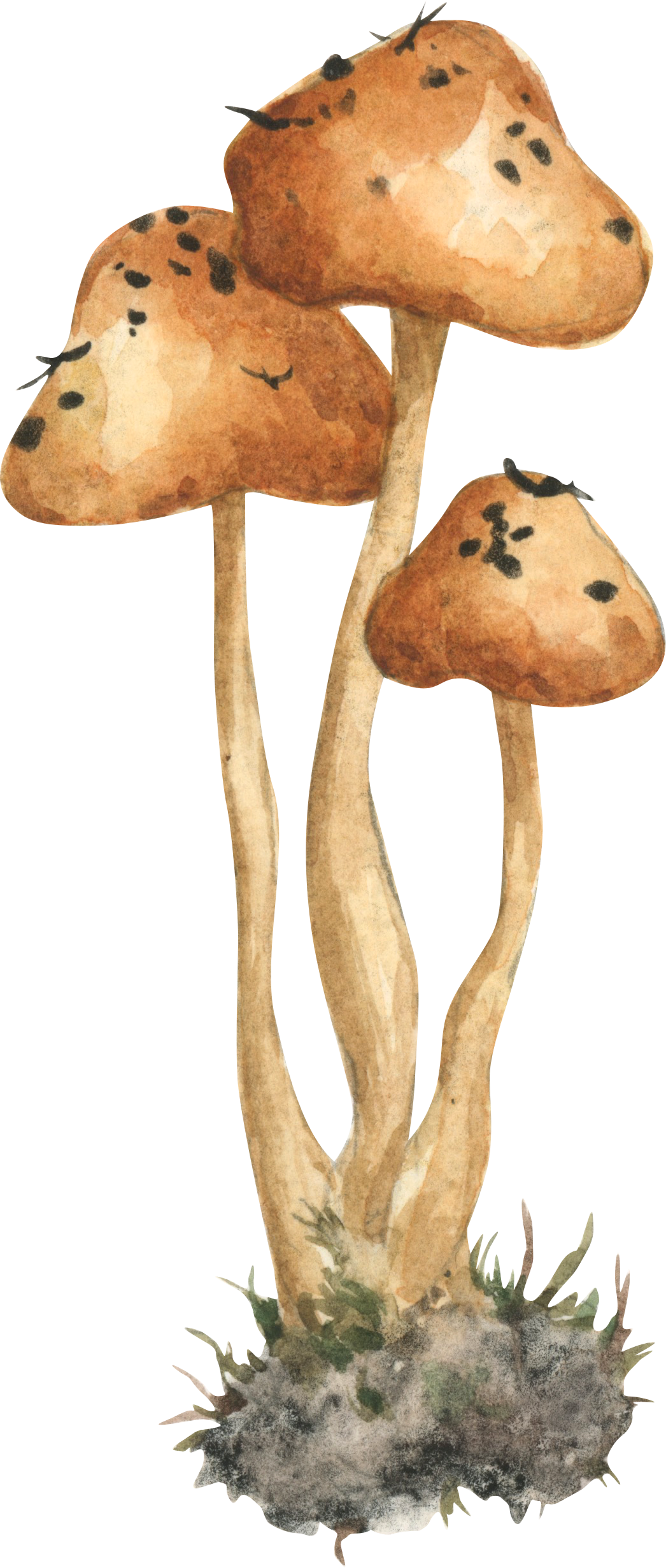 tall mushroom