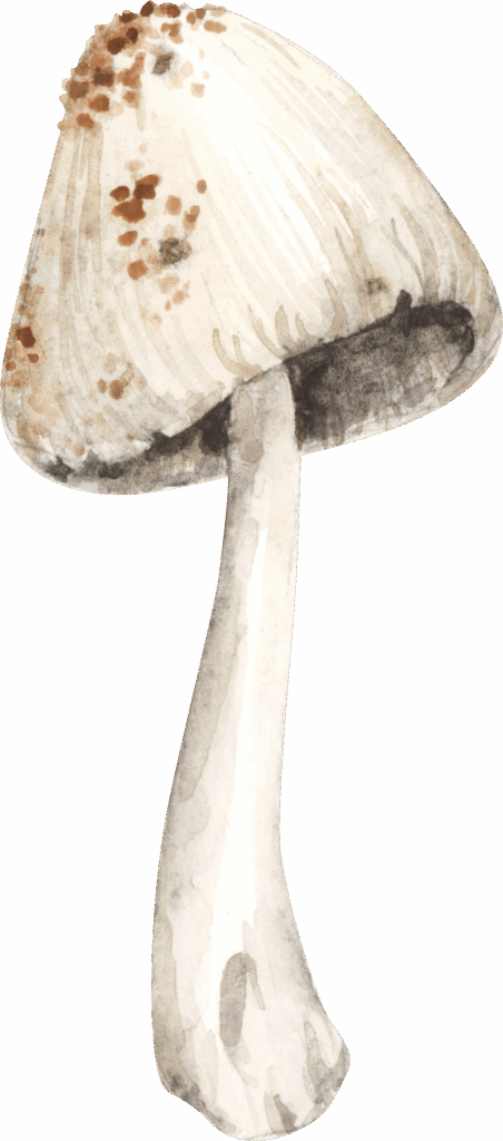 mushroom style 01