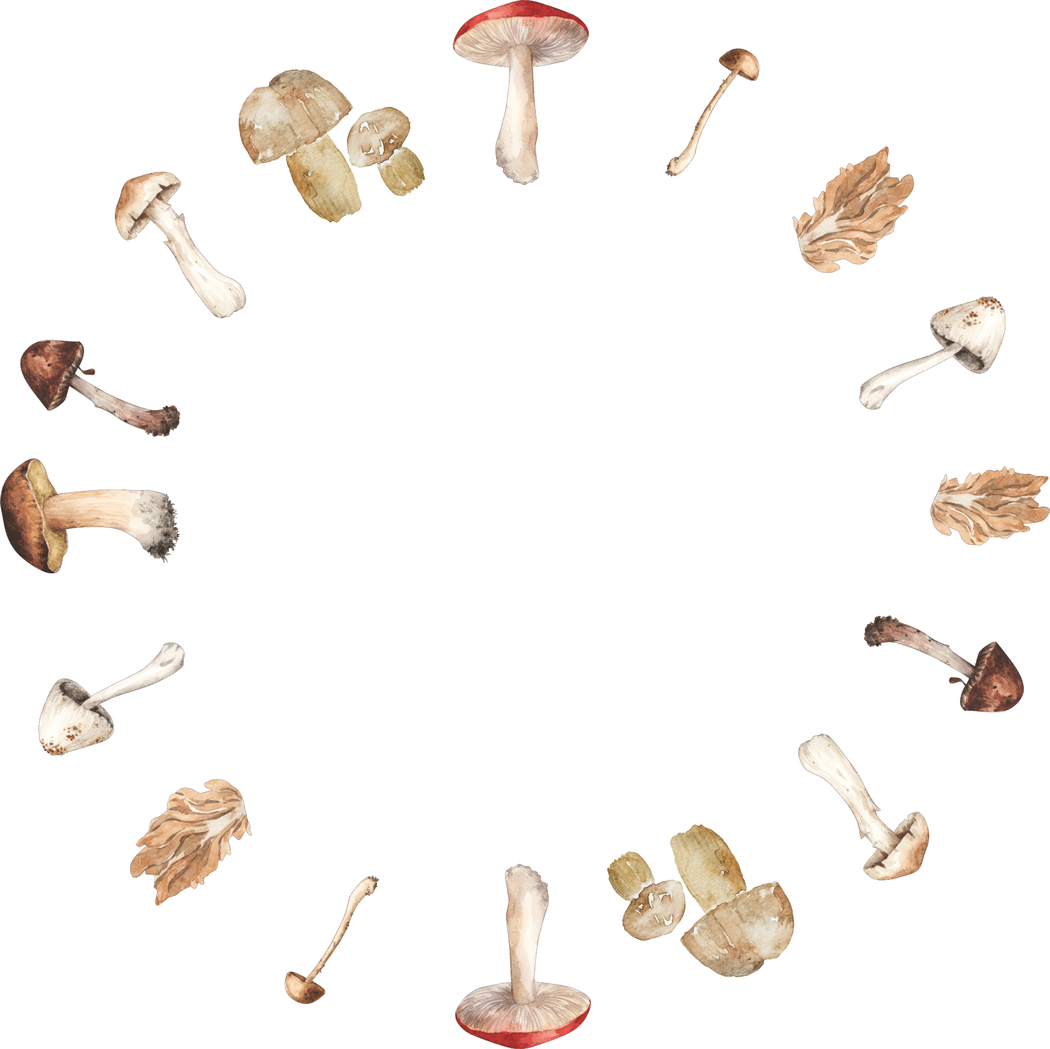 mushroom circle