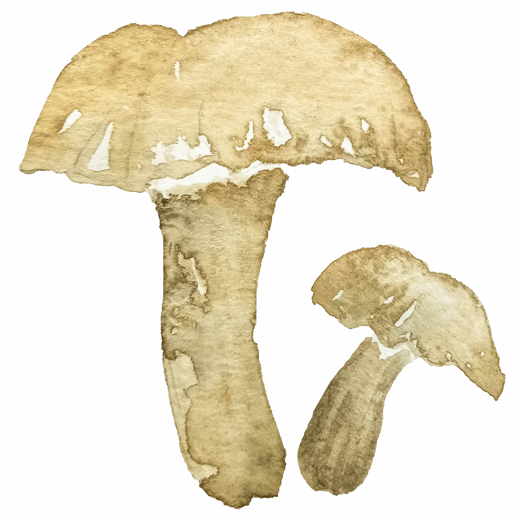 watercolor mushroom 01